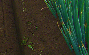 新戒ねぎを育てる肥沃な土